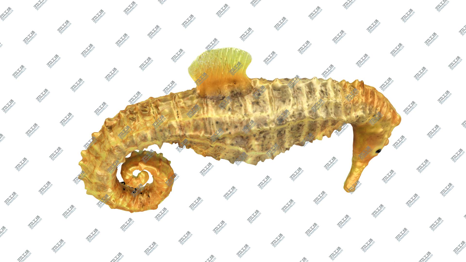 images/goods_img/202105074/3D Sea Horse/5.jpg